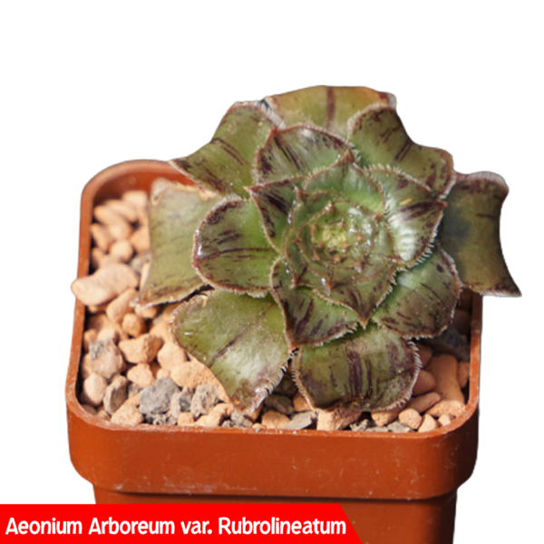TYPES OF AEONIUM SUCCULENTS: Aeonium Arboreum var. Rubrolineatum