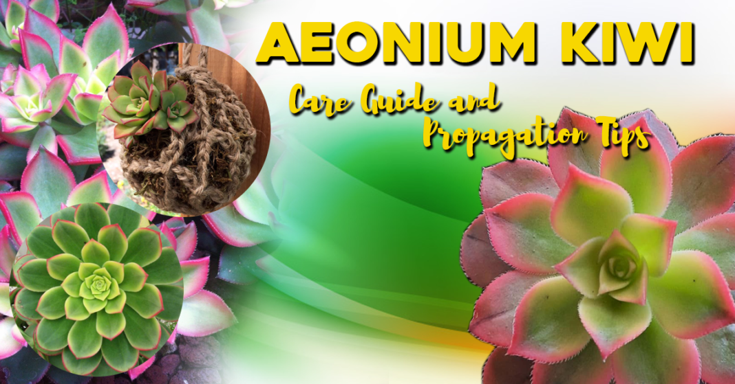 Aeonium Kiwi Care Guide and Propagation Tips