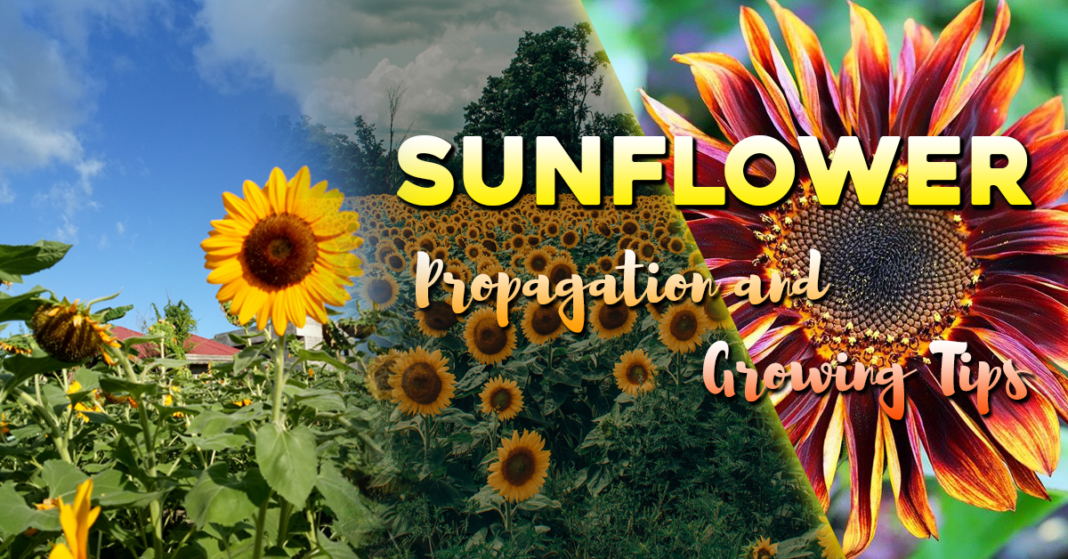 Sunflower Propagation and Growing Tips