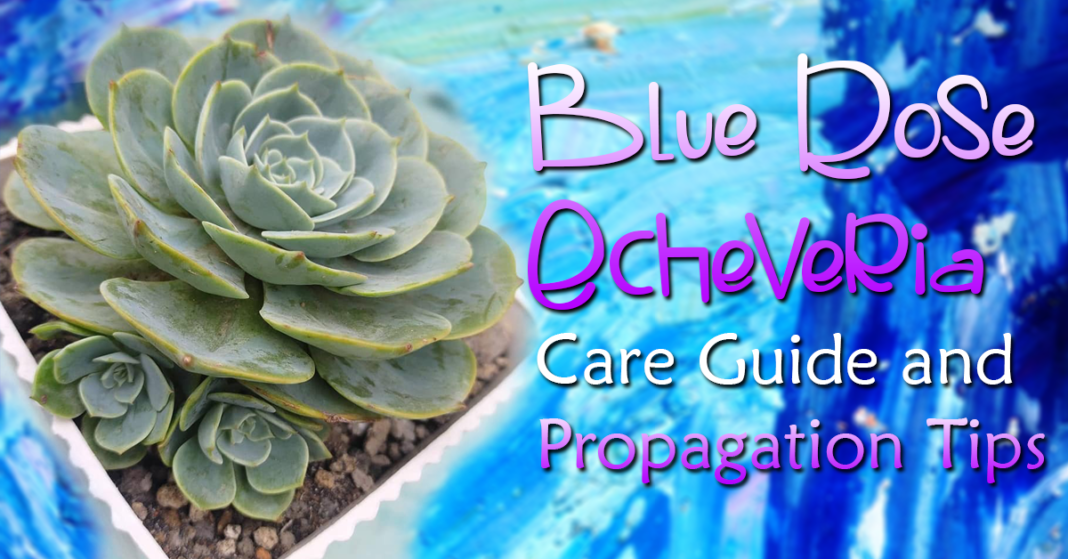 Blue Rose Echeveria Care Guide and Propagation Tips