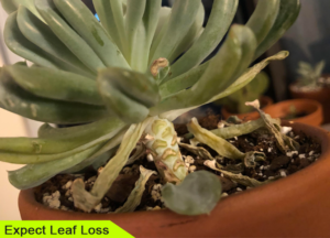 Expect Leaf Loss