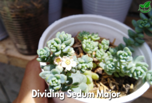 Dividing Sedum Major
