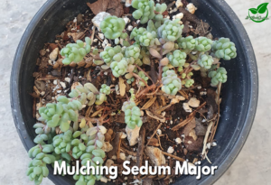 Mulching Sedum Major