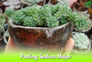 Potting Sedum Major