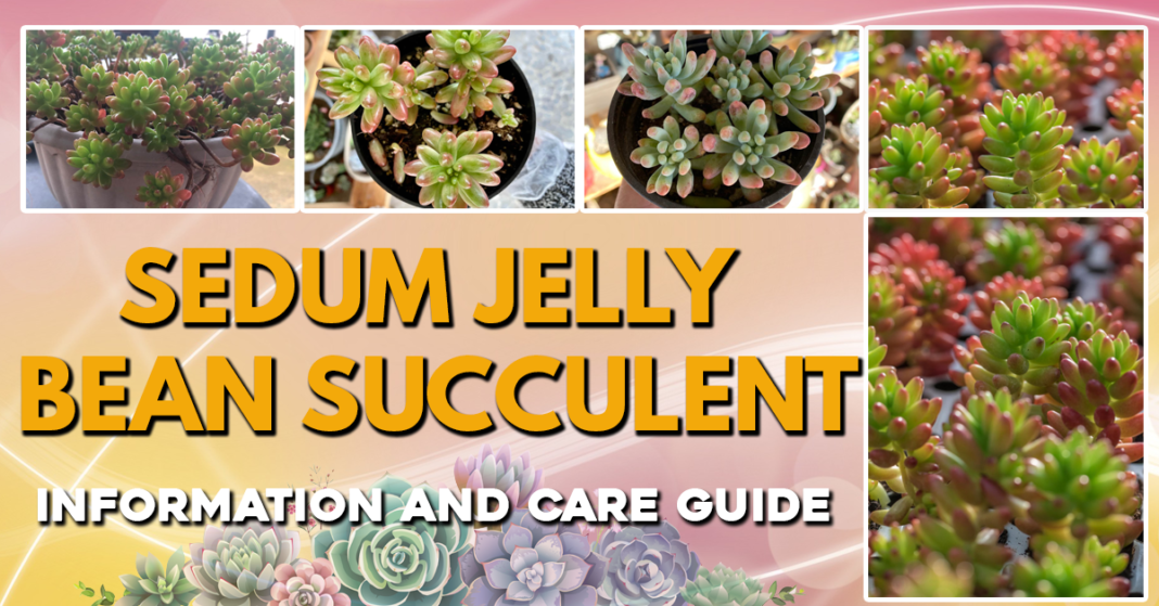 Sedum Jelly Bean Succulent Info and Care Guide
