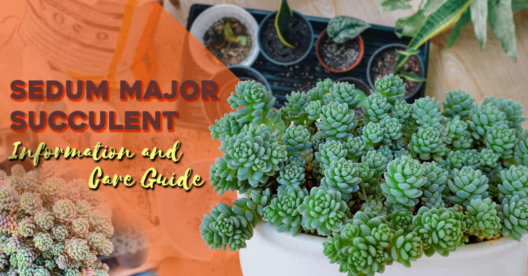 Sedum Major Succulent Information and Care Guide