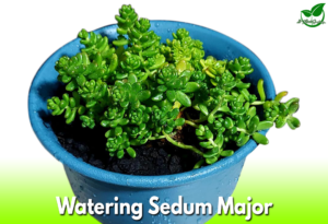 Watering Sedum Major