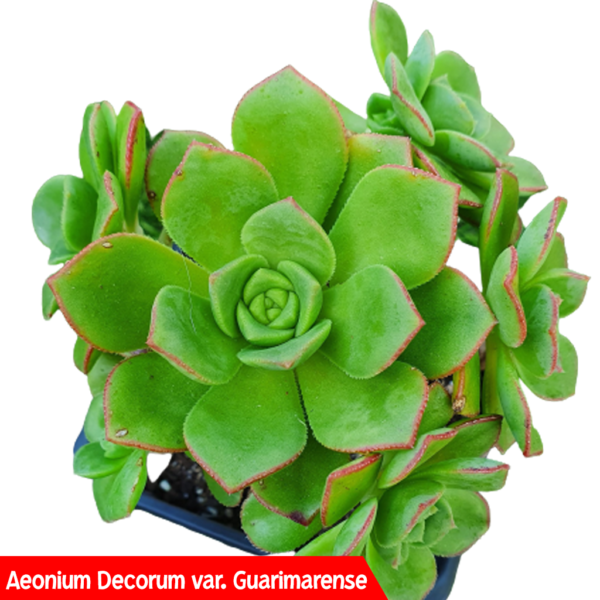  Different types of Aeonium Succulents: Aeonium Decorum var. Guarimarense
