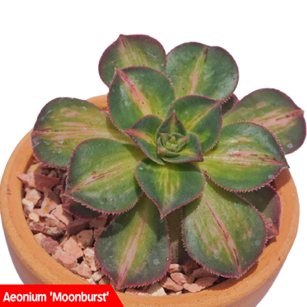  Different types of Aeonium Succulents: Aeonium 'Moonburst'