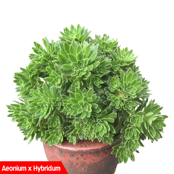  Different types of Aeonium Succulents: Aeonium x Hybridum