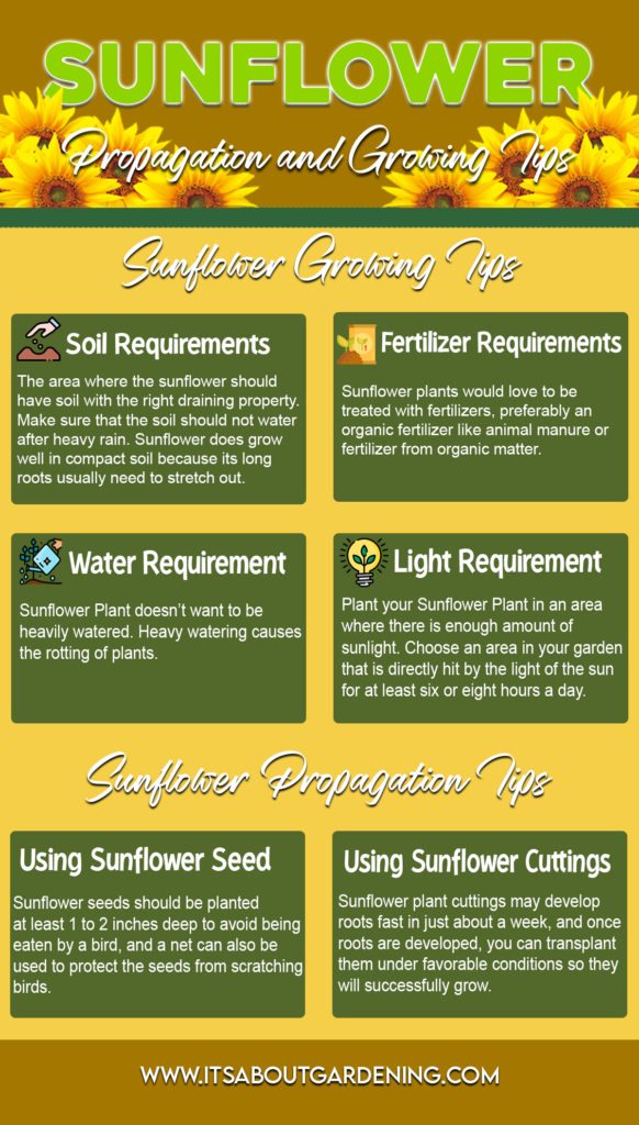 Sunflower Infographics