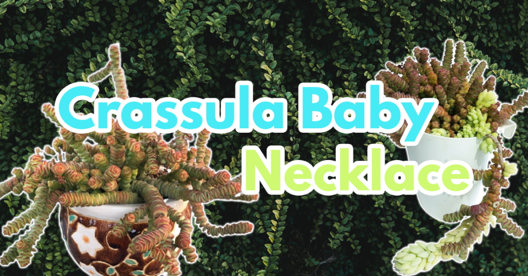 Crassula Baby Necklace
